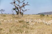 Springböcke in der Serengeti